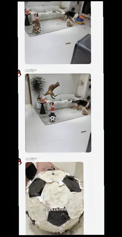 ＃猫猫#分享＃猫猫#分享